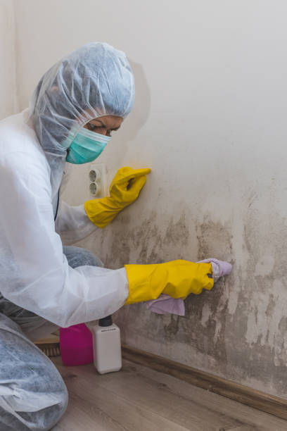 Best Mold Odor Removal Services  in Blue Jay, OH