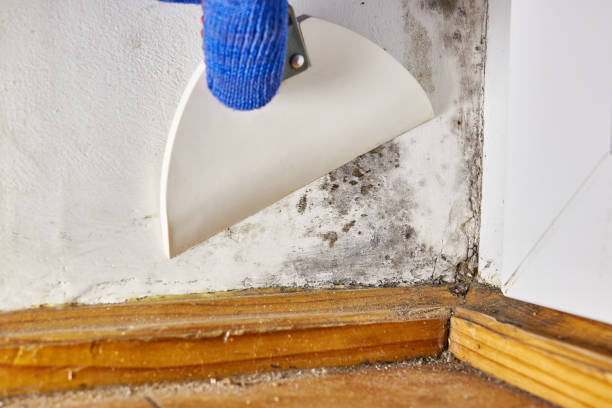 Environmental Consulting for Mold Prevention in Blue Jay, OH